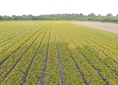 Ist denn genügend Pflanzgut zur Wiederbewaldung da? – Interview mit Alain Paul vom Verband Deutscher Forstbaumschulen, © VDF Ist denn genügend Pflanzgut zur Wiederbewaldung da?