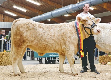 Hessische Züchtererfolge im Alsfelder Schauring gezeigt