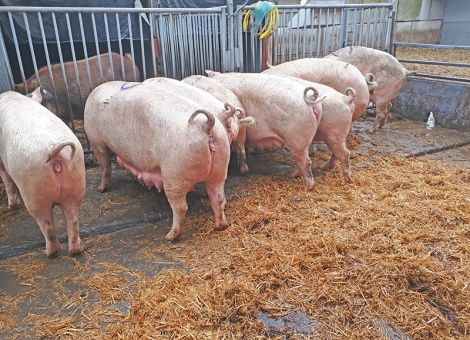 Sauenfruchtbarkeit im Biobetrieb mit Reserven