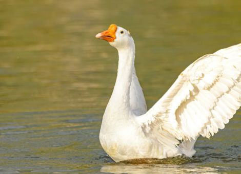 Erste Fälle der Geflügelpest bei Hausgeflügel