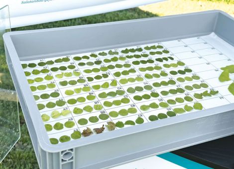 Herausforderungen der Salat-Mehltau-Züchtung