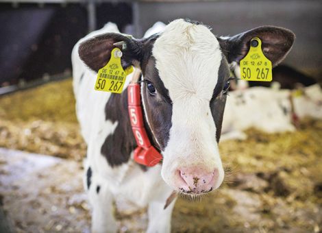 Digital im Kälberstall