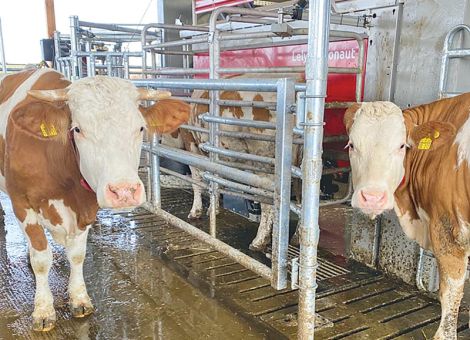 Aus der Anbindung ins automatische Melken 