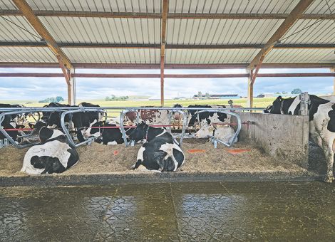 Milchvieh auf Haltungsstufe 3 oder 4 umstellen?