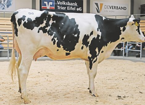 November-Auktion mit größerem Auftrieb