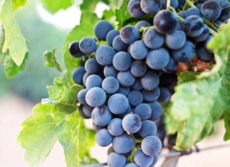 Schutzgemeinschaft Nahe bald scharf geschaltet