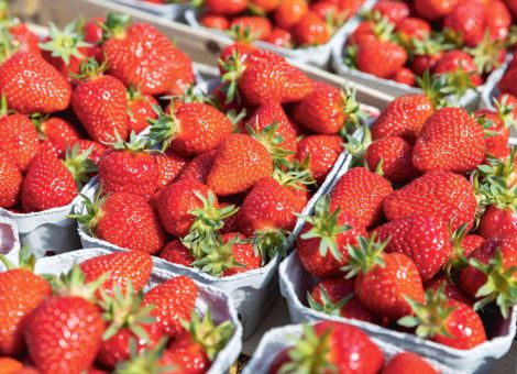 Gemüse- und Beerenobstbau erhält neues Bio-Fungizid