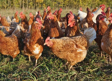Fall von Geflügelpest in Wetterauer Betrieb