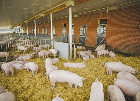 LEH: Interesse an Schweinen aus der Haltungsform 3 steigt