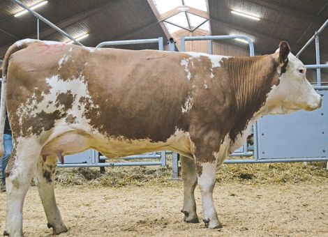 Spitzenpreise für qualitätsvolle Tiere