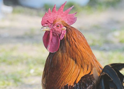 Vogelgrippe, EHD und Wiederkäuerfütterung