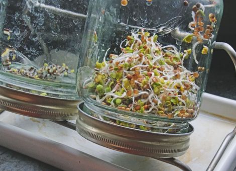 Kleine Vitaminbomben