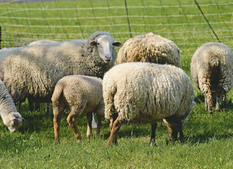 Von Wolle bis Grünland: Alles rund um's Schaf