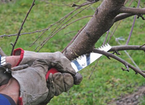 Triebe gezielt formieren
