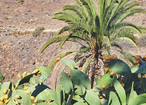 Gran Canaria, die Perle der Kanaren