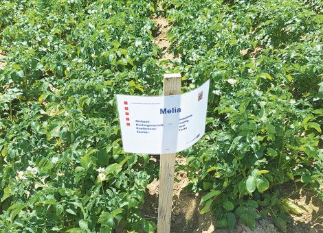 Die Trockenheit förderte den Schädlingsbefall