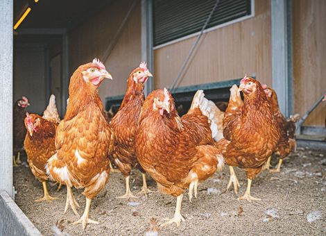 „Flächendeckende Impfung sehr unwahrscheinlich“
