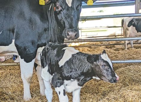 „Gekommen, um zu bleiben“