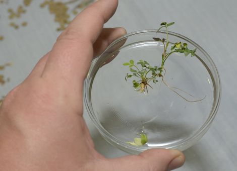 DBV: Wirkung von Patenten wird kaum eingeschränkt