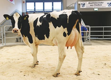 Kunden aus dem Ausland sichern in Fließem den Preis