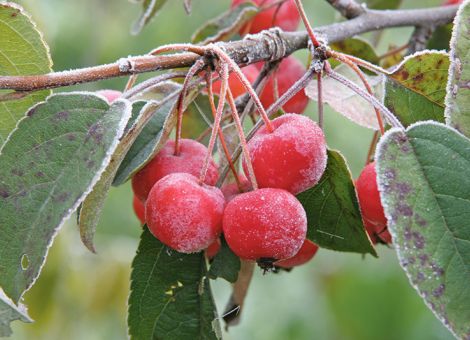 Kleine, rote Weihnachtsäpfel