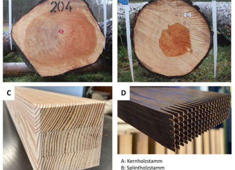 Weichenstellung für die Zukunft von Kiefernwäldern