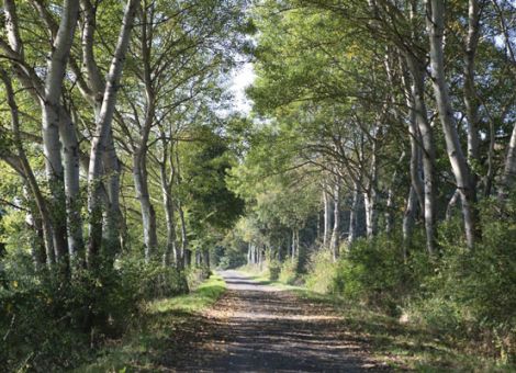 Zitterpappel zum &bdquo;Baum des Jahres 2026&ldquo; gekürt