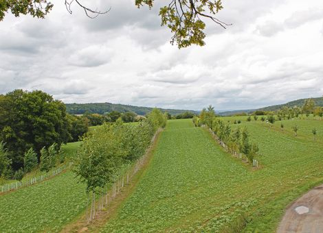 Drei Dinge braucht der Agroforst