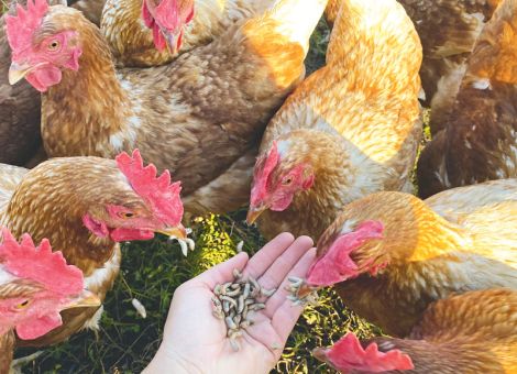 Hühner lieben lebende Larven als Futter