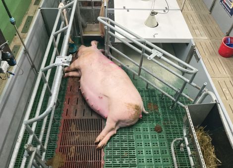 Leistungen im Stall gezielt verbessern