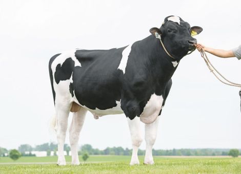 Hervorragende Vererber für den Winter 2025/2026