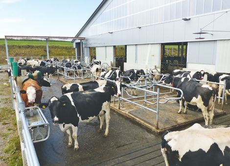 Boxenlaufställe sanieren und weiterentwickeln