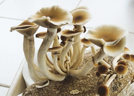 Verschiedene Pilze im eigenen Haus und Garten anbauen