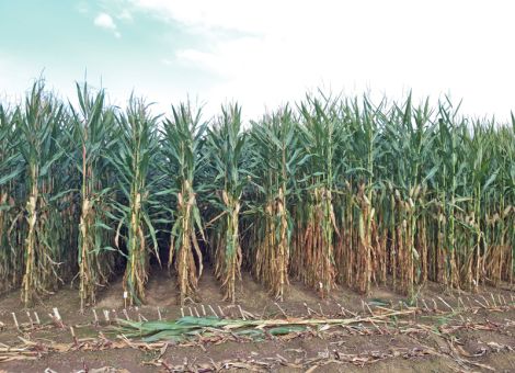 Fünf neue Sorten stehen in den Landesversuchen