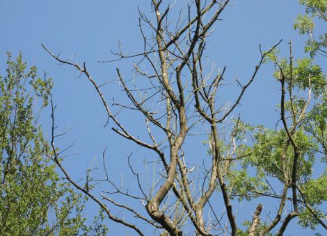 Eschen – auch mal höhere Durchmesser stehen lassen