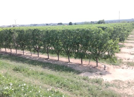 Schalenobstanbau als Chance – der erste Mandelgipfel