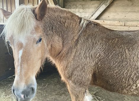 Wenn Nässe die Haut von Pferden krank macht