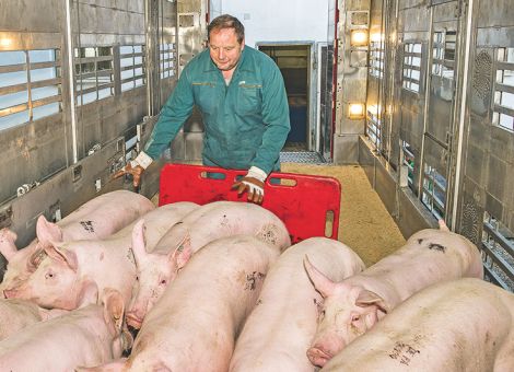 EU-Schlachtschweinemarkt: Preise festigen sich etwas
