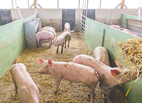 Was man nicht einschleppt, muss man nicht behandeln 