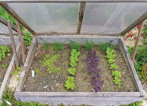 Frühbeete – vielseitig einsetzbar