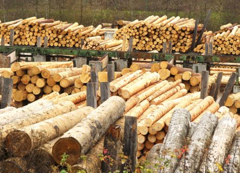 Höchstpreise für das Nadelstammholz