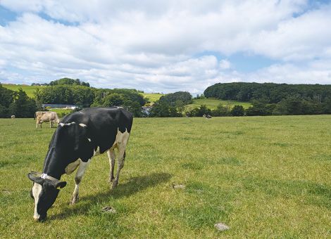 Die Vorweide dient nicht der Fütterung