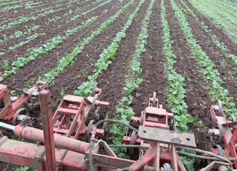 Den Boden lesen – Mikrobiom des Bodens noch unerforscht