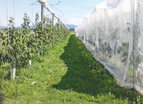 Bundessteinobstseminar feiert rundes Jubiläum