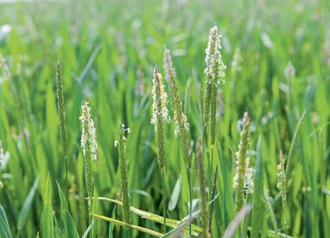 Mit chemischem Pflanzenschutz Ackerfuchsschwanz kontrollieren
Mit chemischem Pflanzenschutz Ackerfuchsschwanz kontrollieren