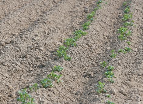 Die Palette wird immer weiter eingeschränkt