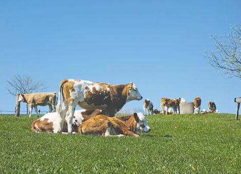 Endoparasiten bei Rindern im Griff behalten