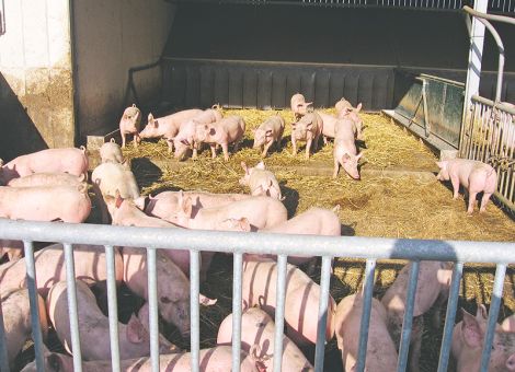 Vielseitige Themen bei einer Bio-Schweine-Tagung von Bioland