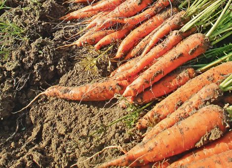 So klappt es mit dem Anbau