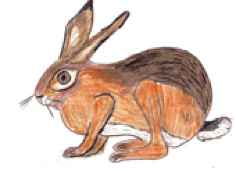 Immer noch rätselhaft